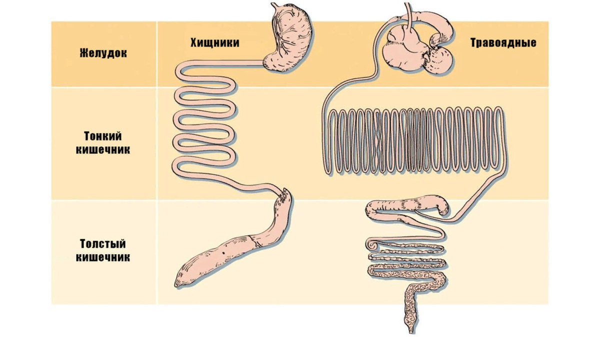 Сравнение пищеварительной системы хищника и травоядного