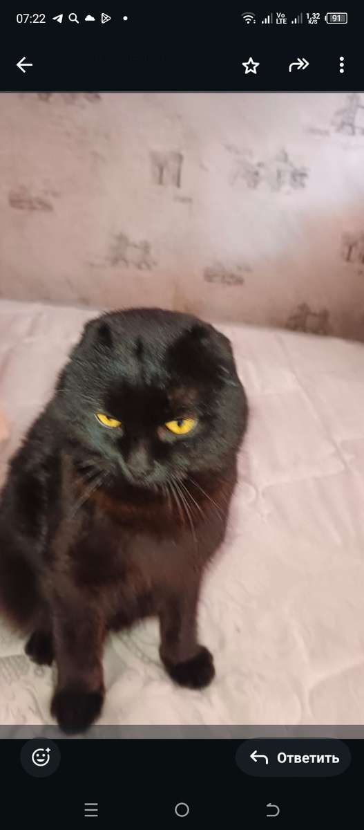 Кот был вислоухий