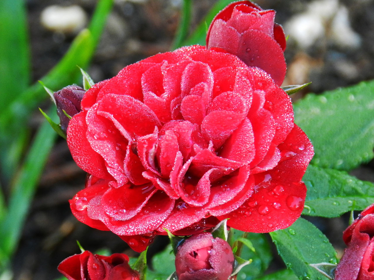 Лаваглут, фото И.Сотниковой