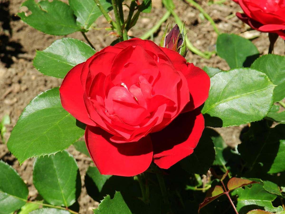 Лаваглут, фото И.Сотниковой