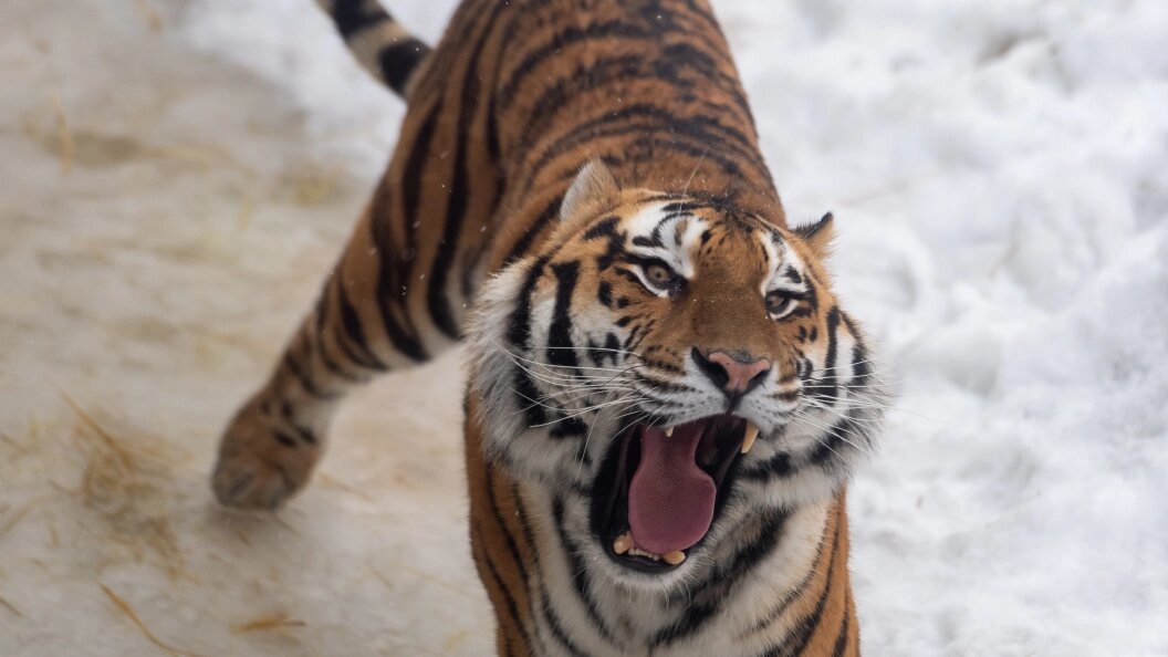    Komsomolskaya Pravda/Global Look Press/Globallookpress