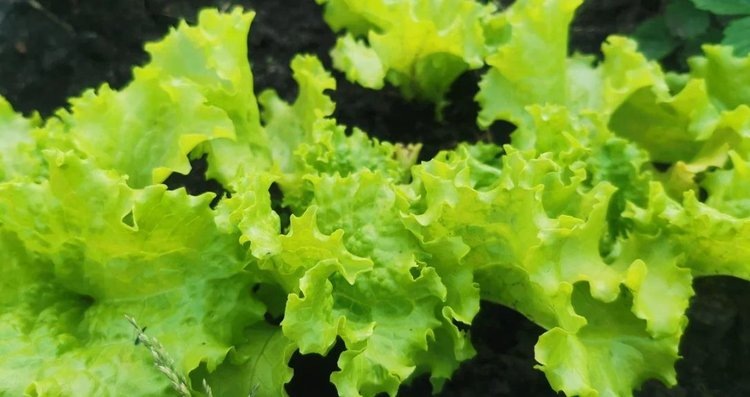    Мельчайшие пластиковые частицы усиливают всасывание загрязняющих веществ в растениях и клетках кишечника