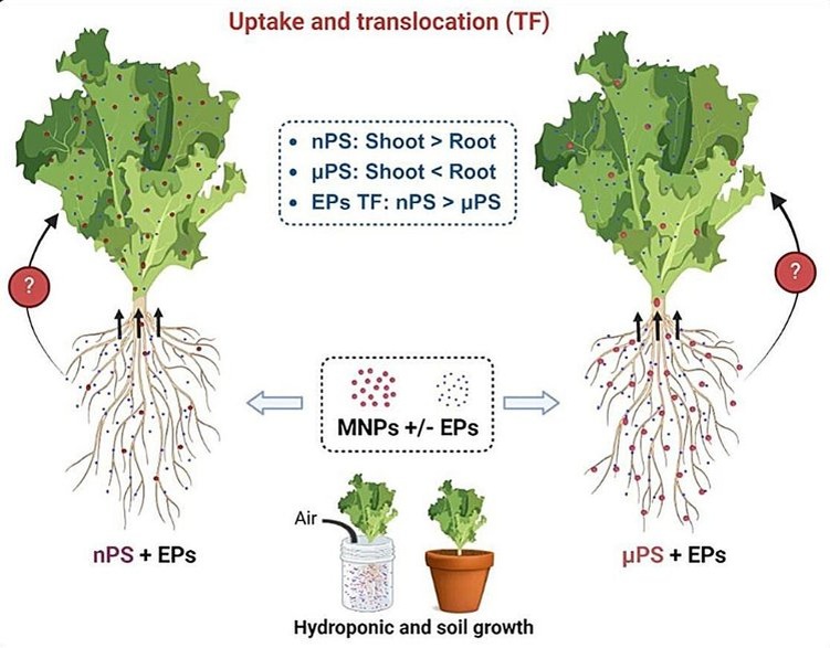     Мельчайшие пластиковые частицы усиливают всасывание загрязняющих веществ в растениях и клетках кишечника
