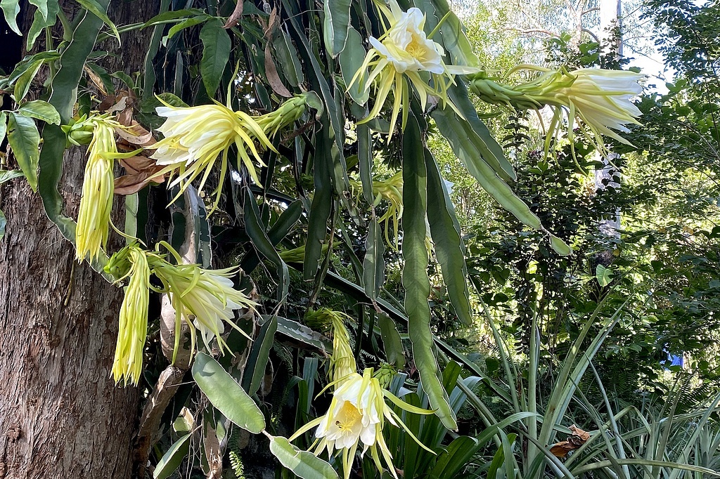 Цветёт кактус питайя у нас на дворе