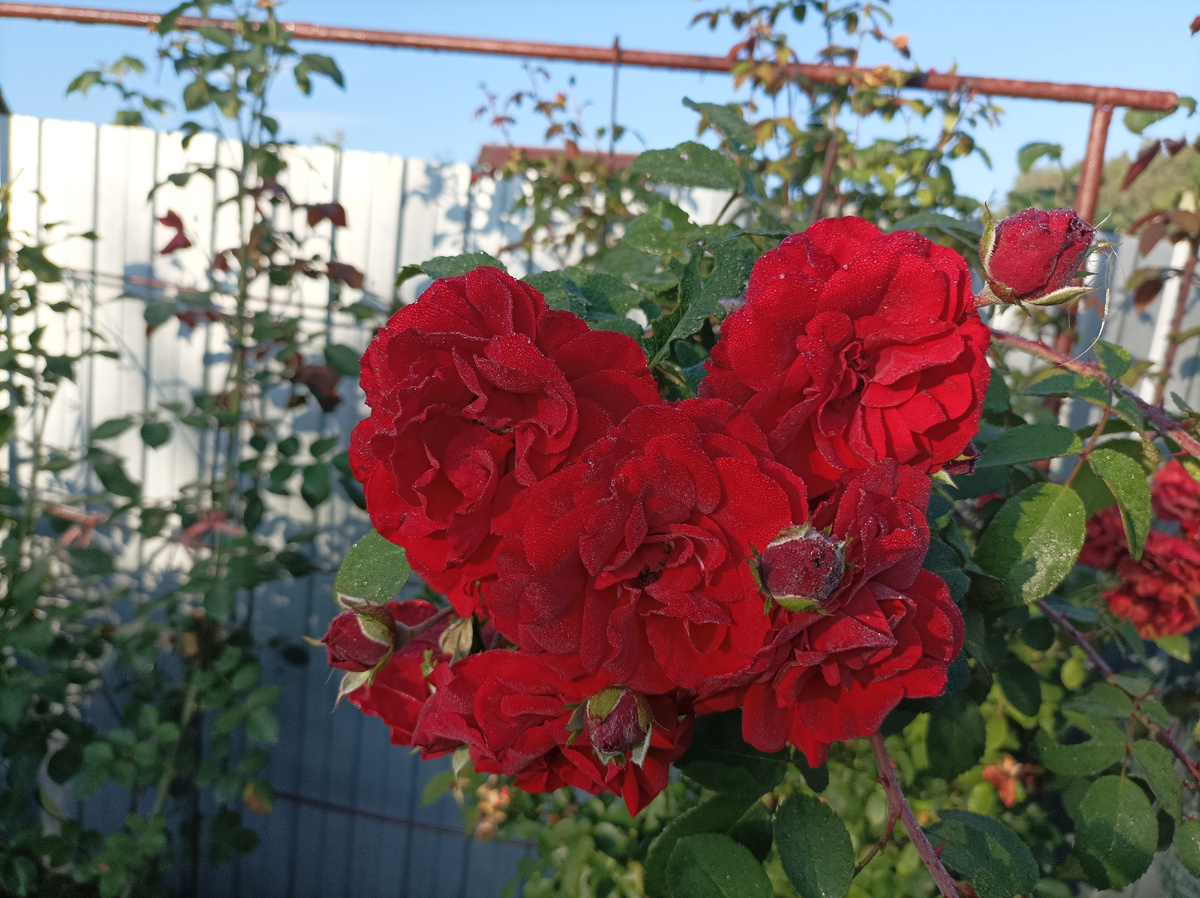 Amadeus/Амадеус, плетистая