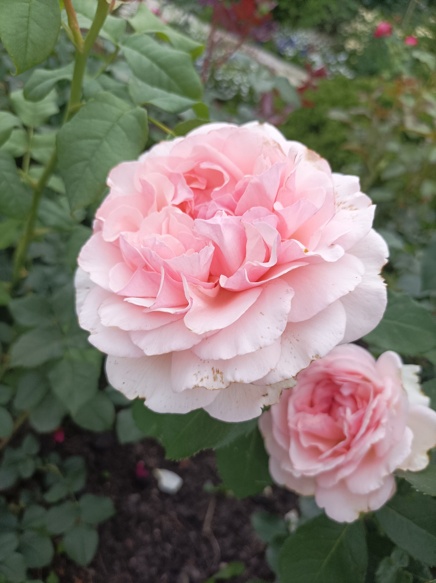 Roberto Capucci/Роберто КАпуччи, ч/г