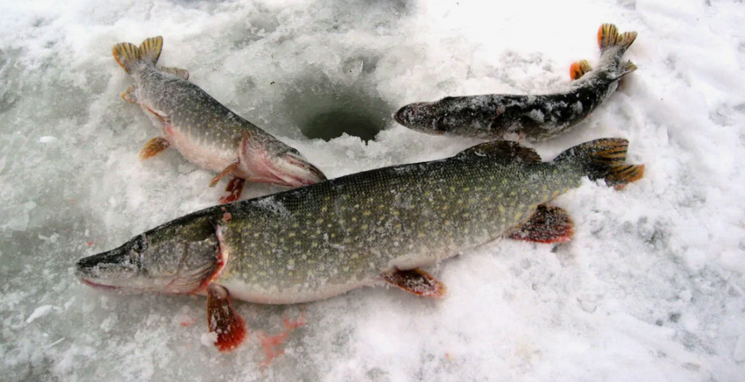 Щука -  это отличный трофей для зимней рыбалки