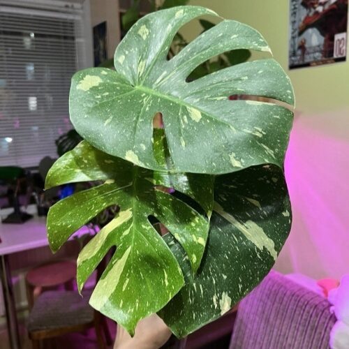 Источник фото https://stroy-podskazka.ru/monstera/sorta/tajskoe-sozvezdie/