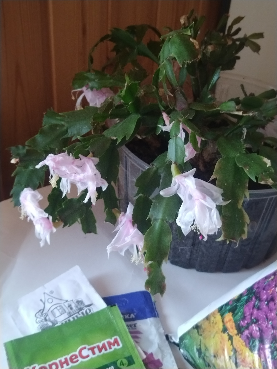 Рождественник 