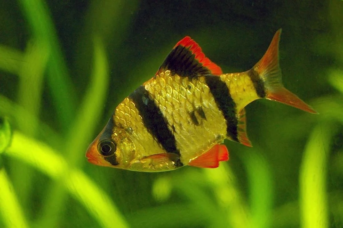 Суматранский 