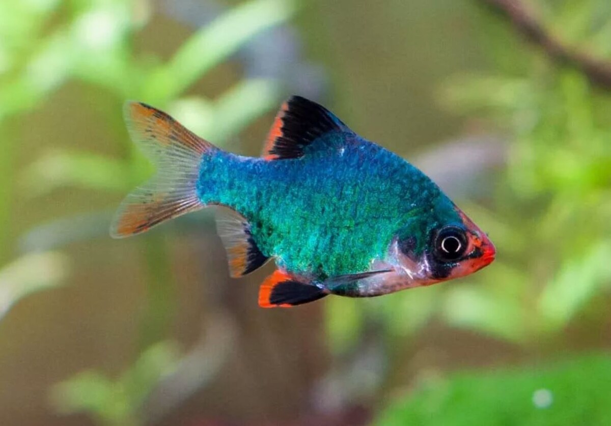 Так же называют мутантами 