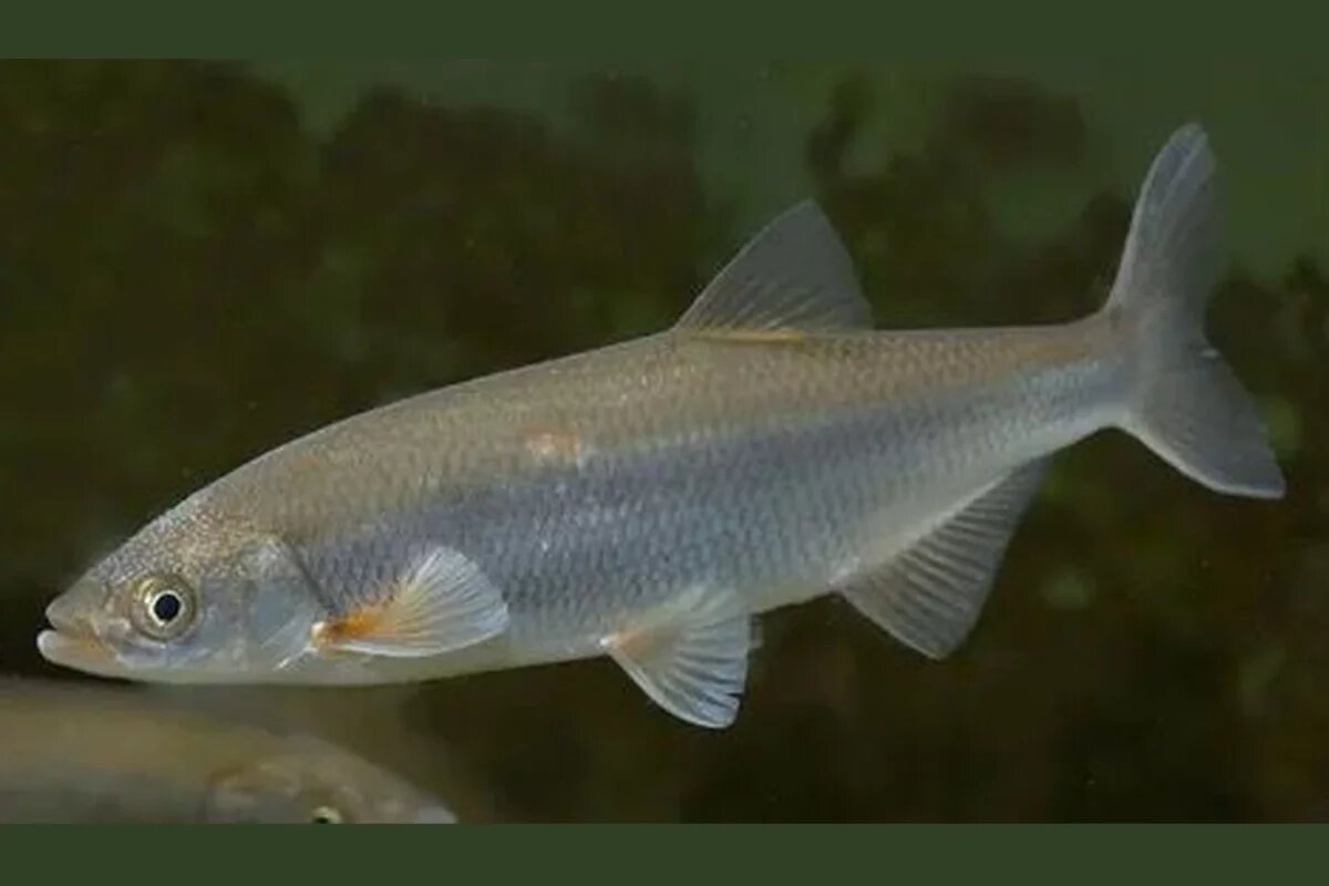    В Ростовской области утвердят квоты на вылов шемаи