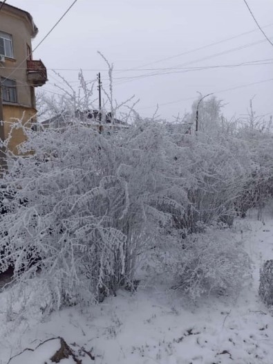 Предпочитаю кусты с зелёными листиками. 