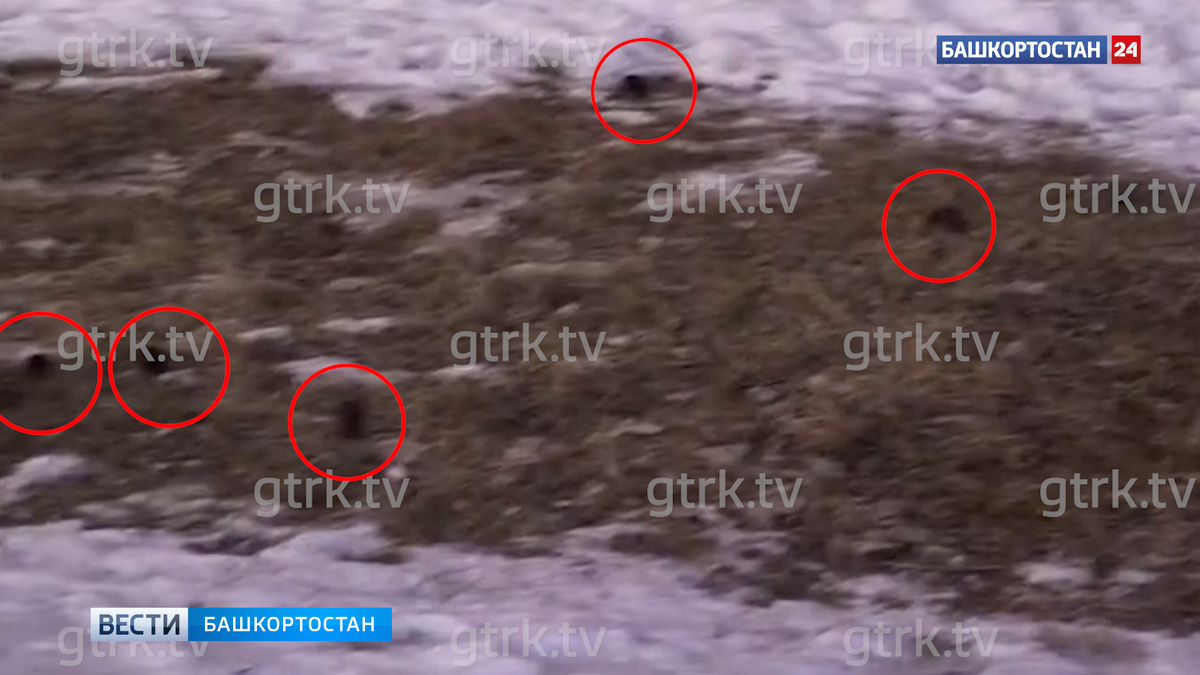    В Роспотребнадзоре Башкирии прокомментировали нашествие мышей в ЖК "Сосны" в Уфе