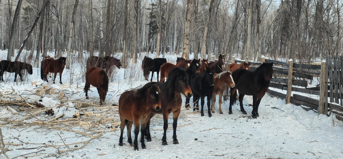 Лошади на острове