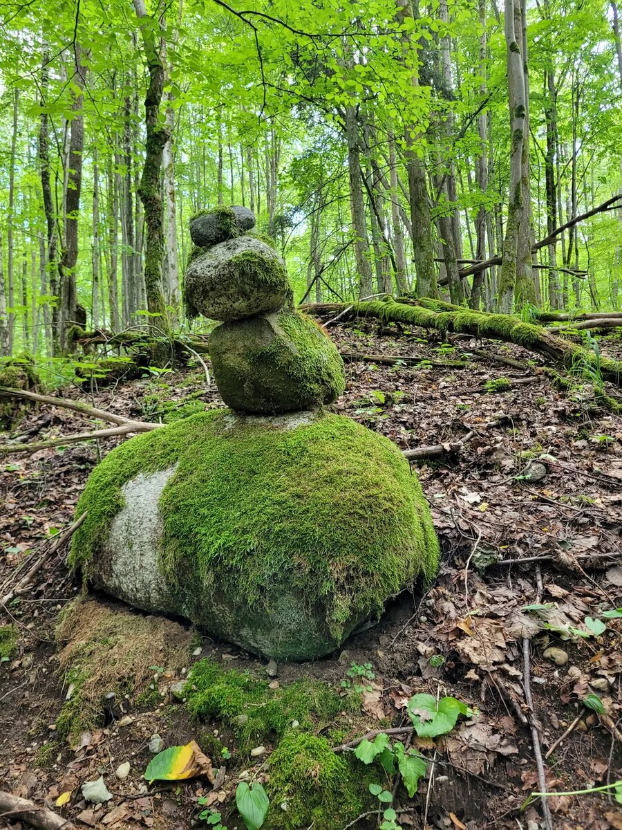 от лат. erraticus — блуждающий