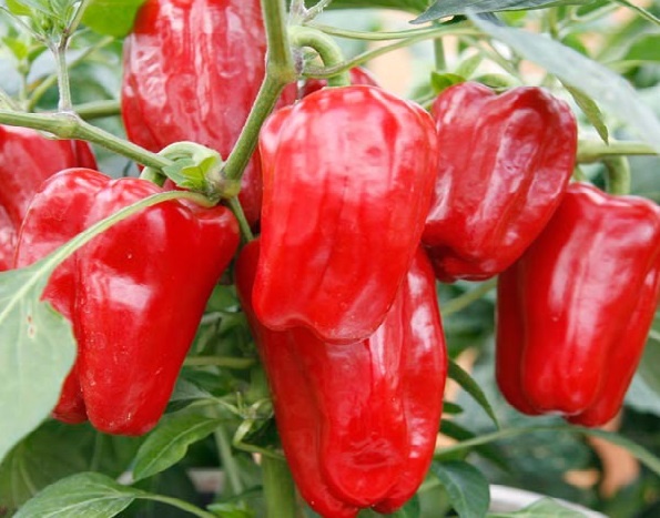 "Уже не терпится посеять": показываю, какие шикарные сорта Перцев я выбрала для выращивания в этом году