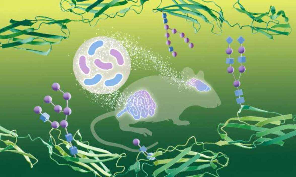 Кишечные бактерии могут влиять на молекулярную структуру гликозилирования белков в мозге. Иллюстрация: Daniela Velasco Lozano/EMBL