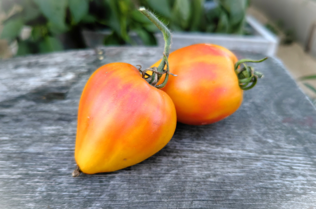 томат Заилийский Алатай