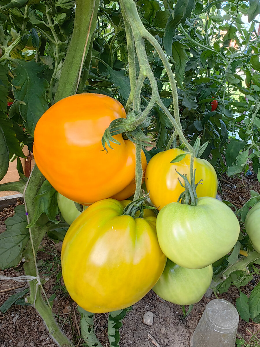 томат Лискин Нос