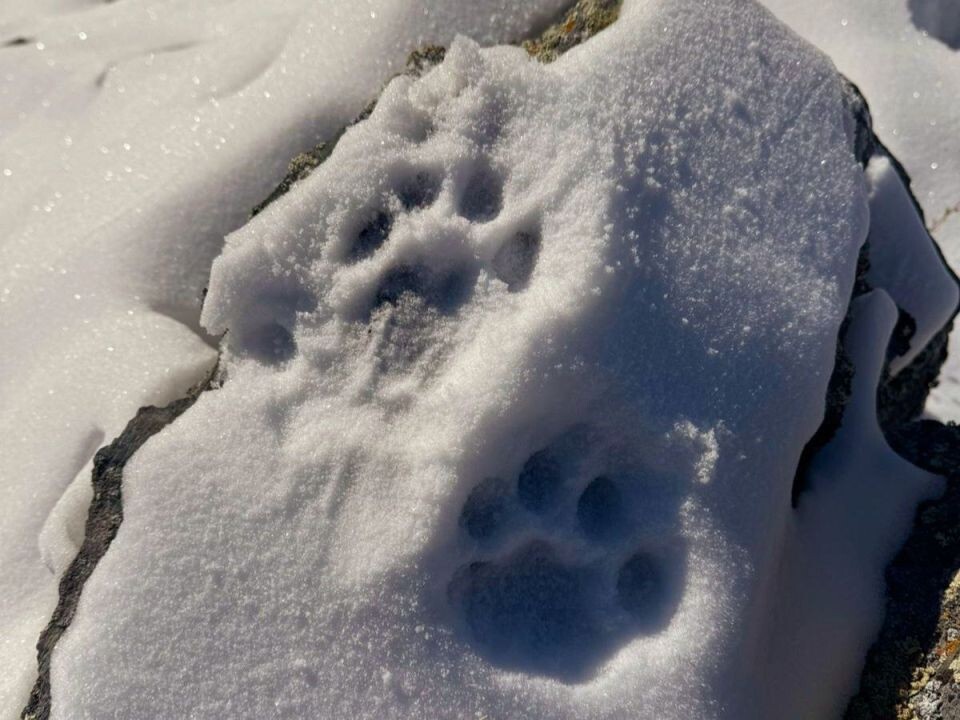    Экспедиция по учету снежного барса. Источник: Телеграм-канал Сайлюгемского нацпарка