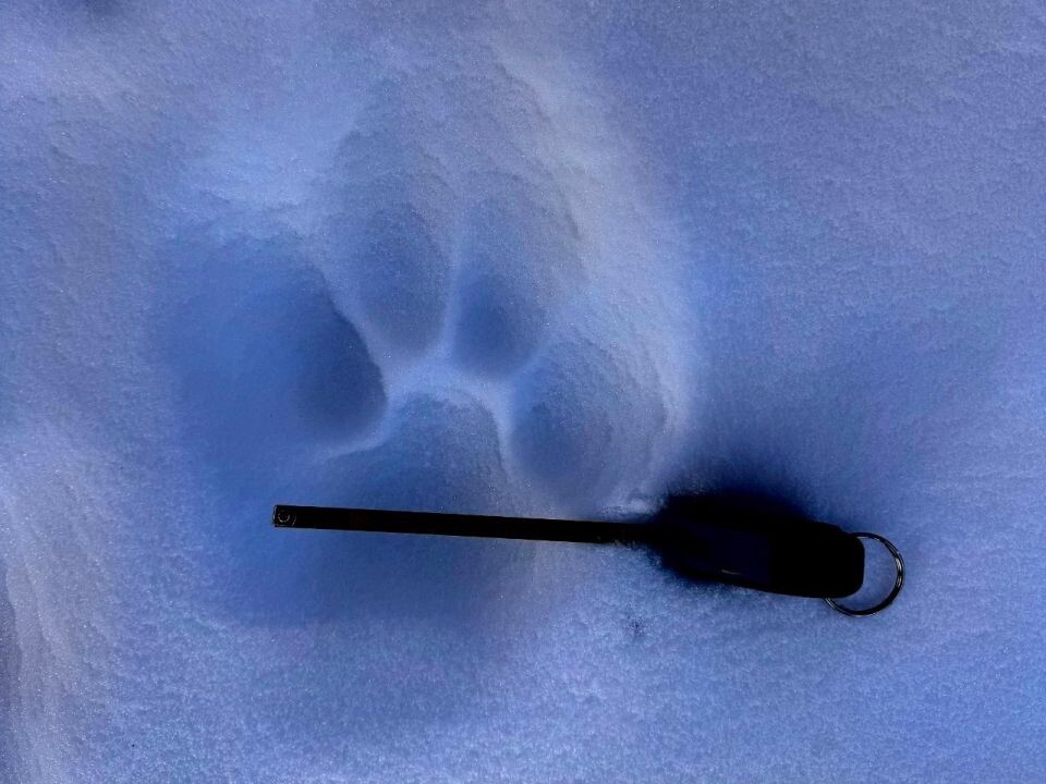    Экспедиция по учету снежного барса. Источник: Телеграм-канал Сайлюгемского нацпарка