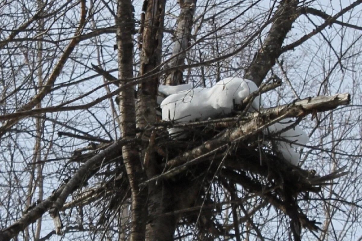    Гнёзда, из которых не взлетают птицы, удивляют в тайге Хабаровского края