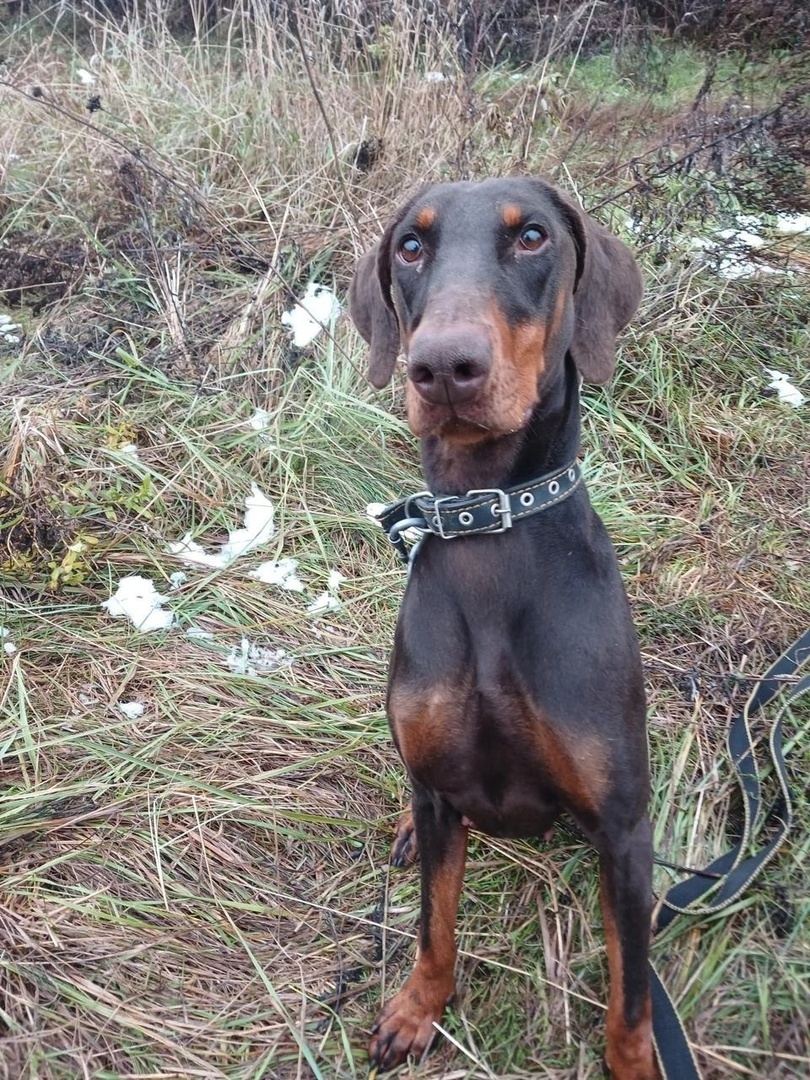 Я Сандра. Выполняю команду «сидеть». Легко