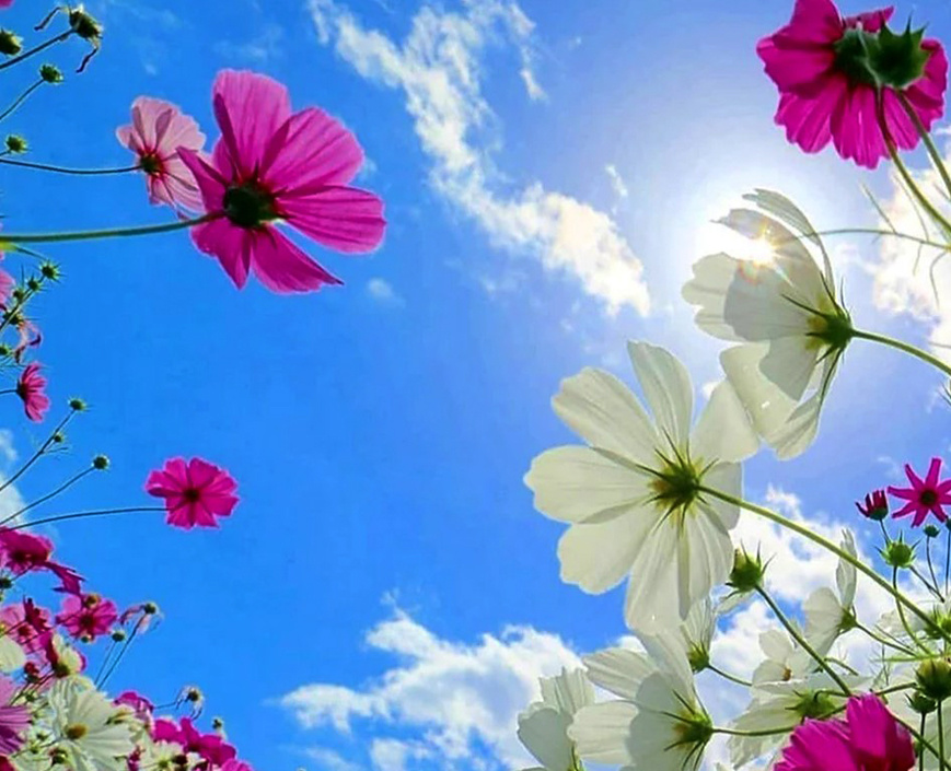 цветы и небо - зеленая жизнь и воздух