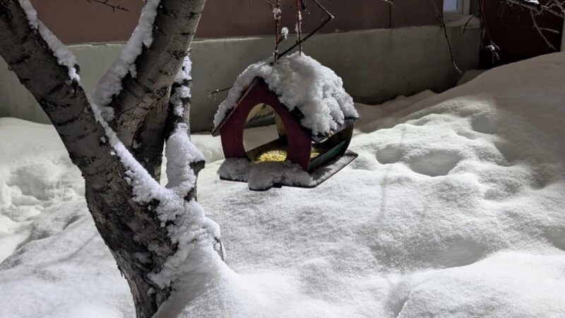     Кормушка на ул. Лазурной, 51 в Барнауле. Предоставлено altapress.ru