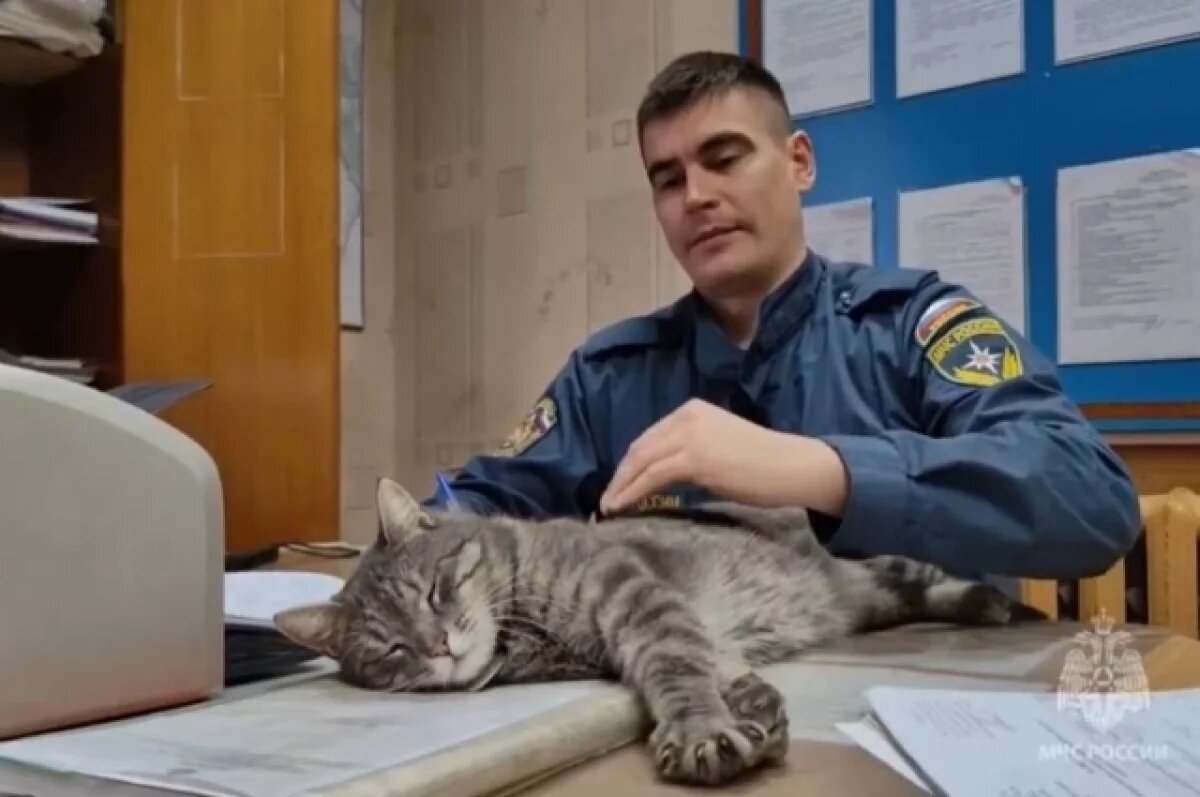    Кот Мишка из ПСЧ-13 в Сарапуле получил именной жетон