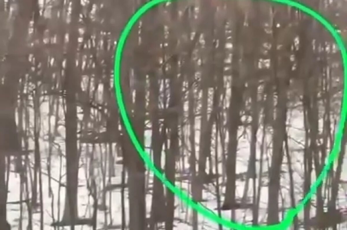    Слух о тигре, бродящем во Владивостоке по Снеговой Пади, оказался ложью