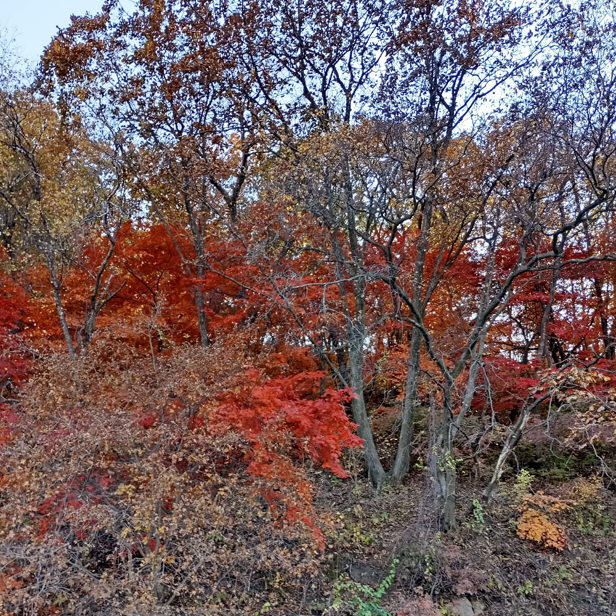 Приморская осень. Фото автора.