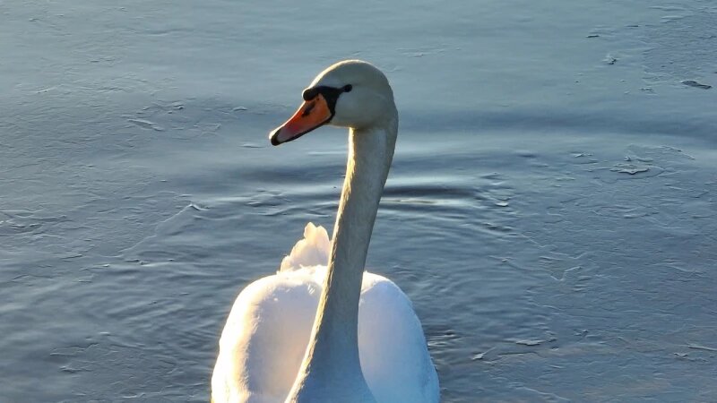     Лебедь-шипун. Роман Воробьев и Татьяна Клименко