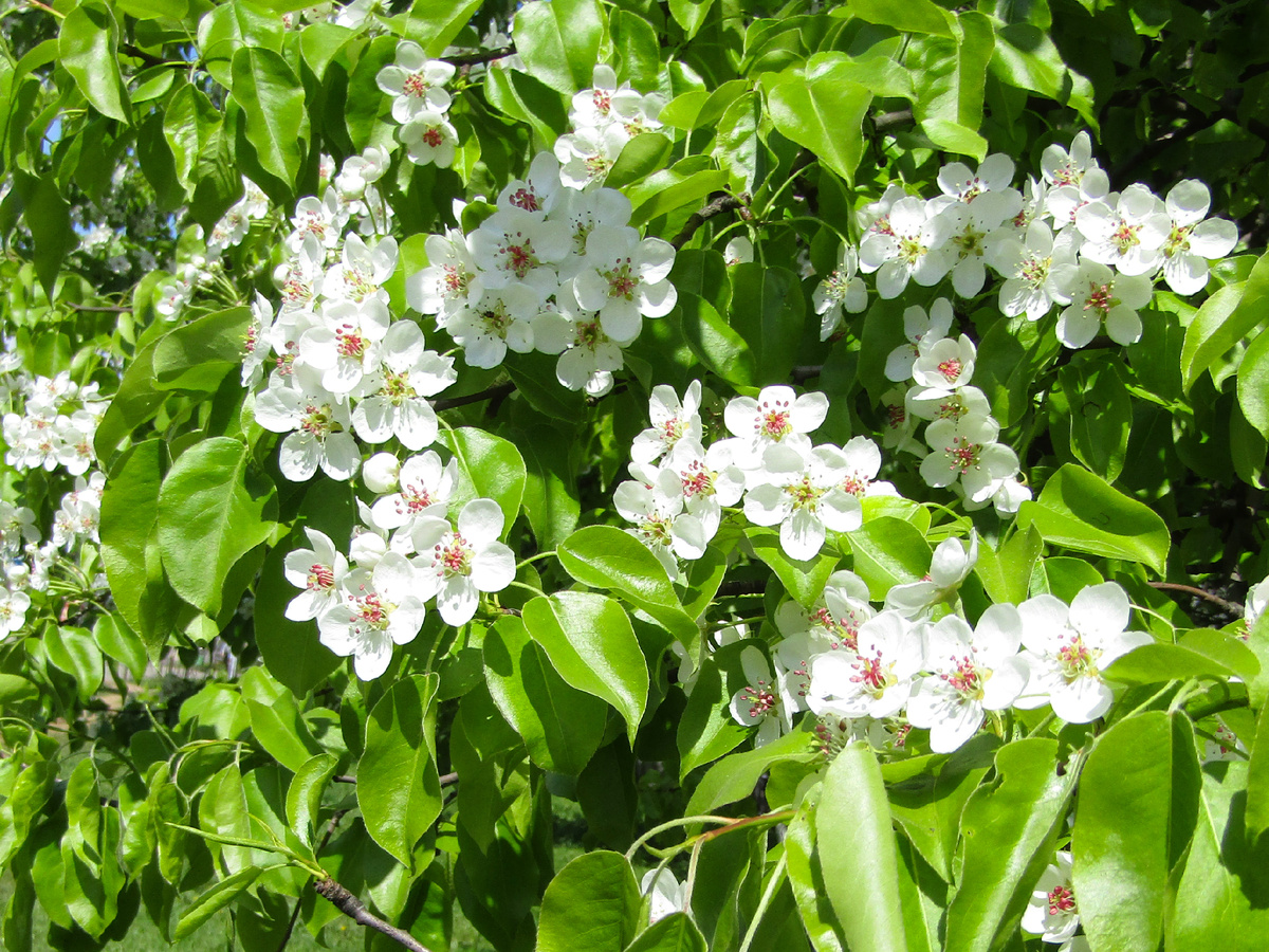 Как красиво цветет груша!