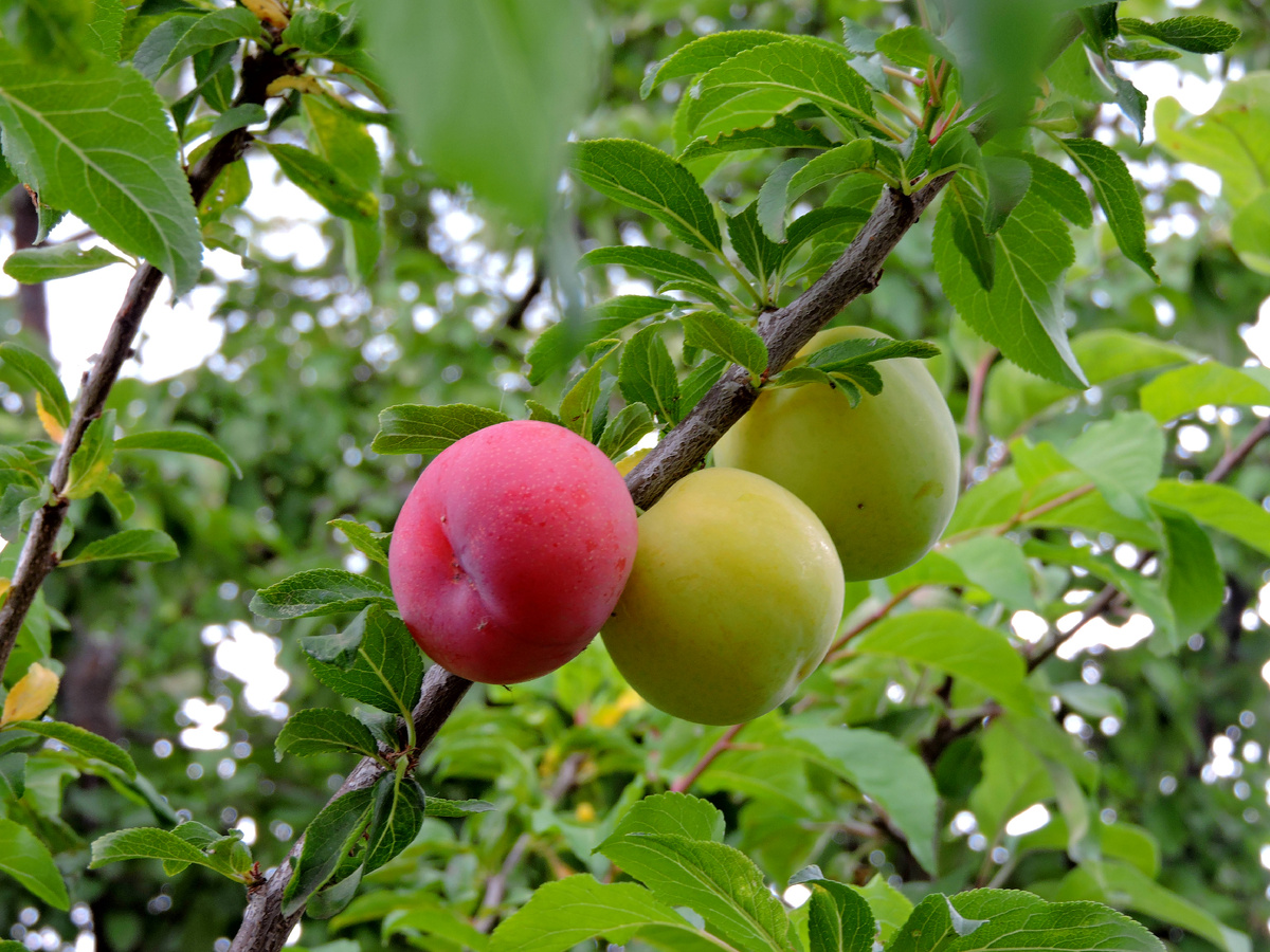 Красивые плоды алычи