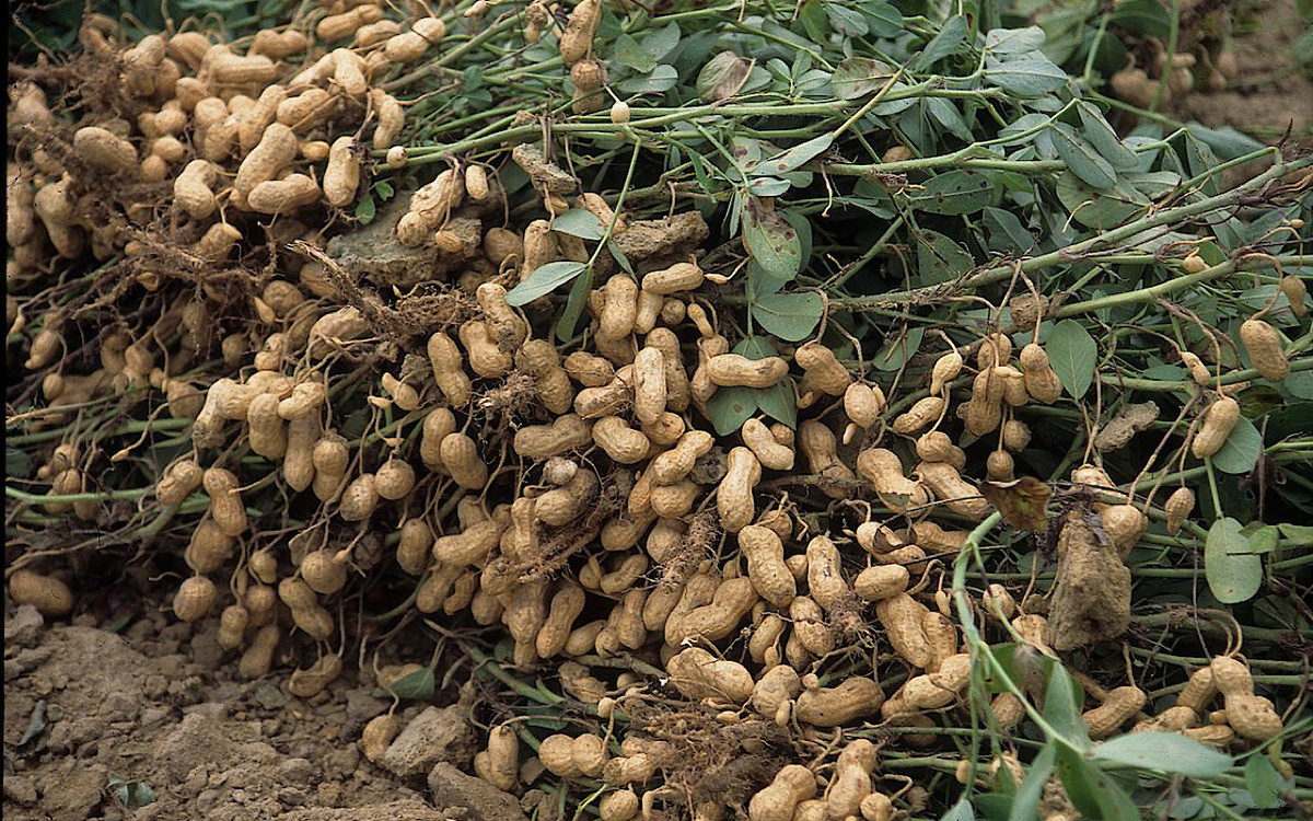 Фото: products.climate.ncsu.edu
