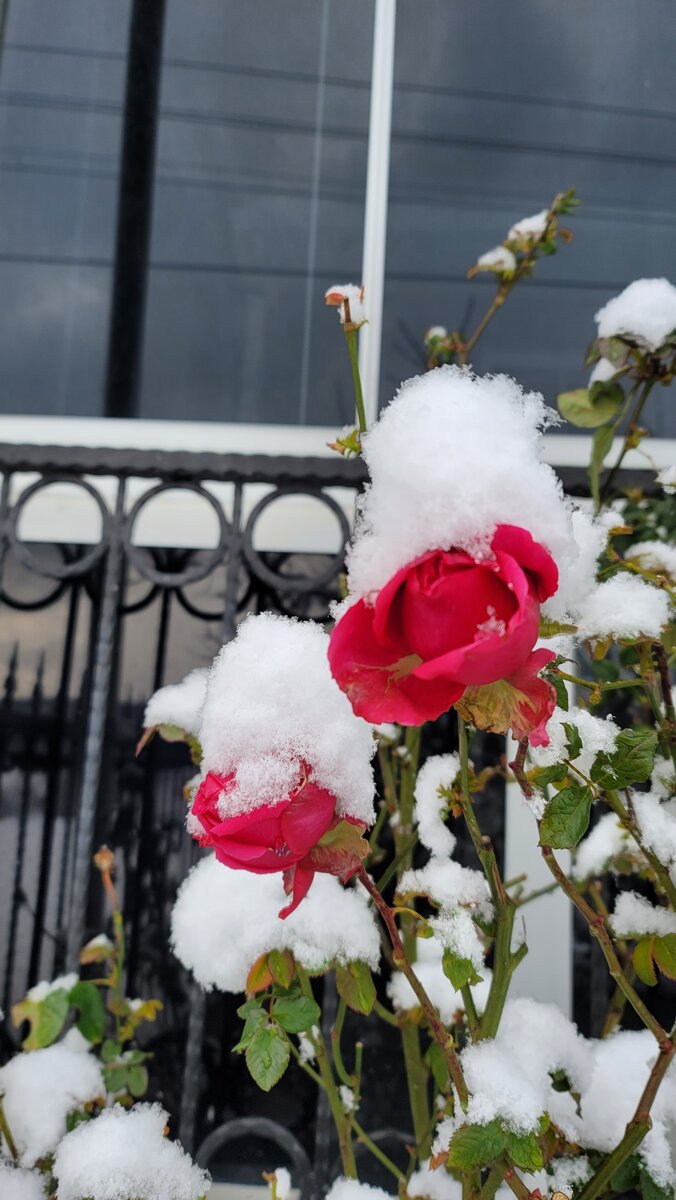 Мои розы. Февраль 2025 Elena HrisTan 