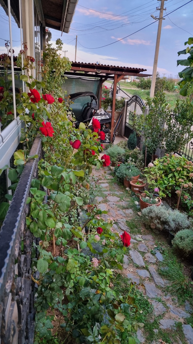 Конец октября 2024.Фото Elena HrisTan 