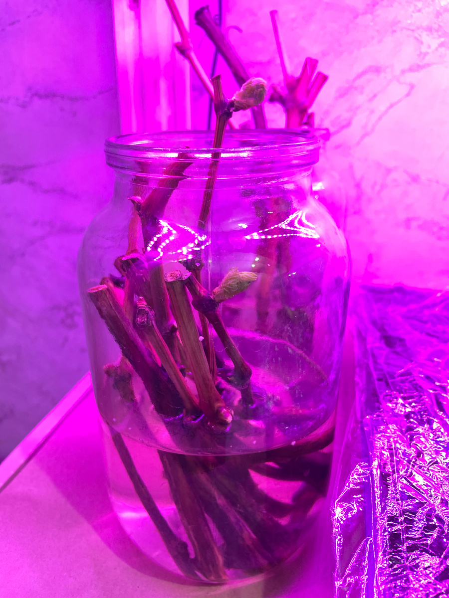 12.02.25 в воде. Черенкованию в воде 2 недели. 