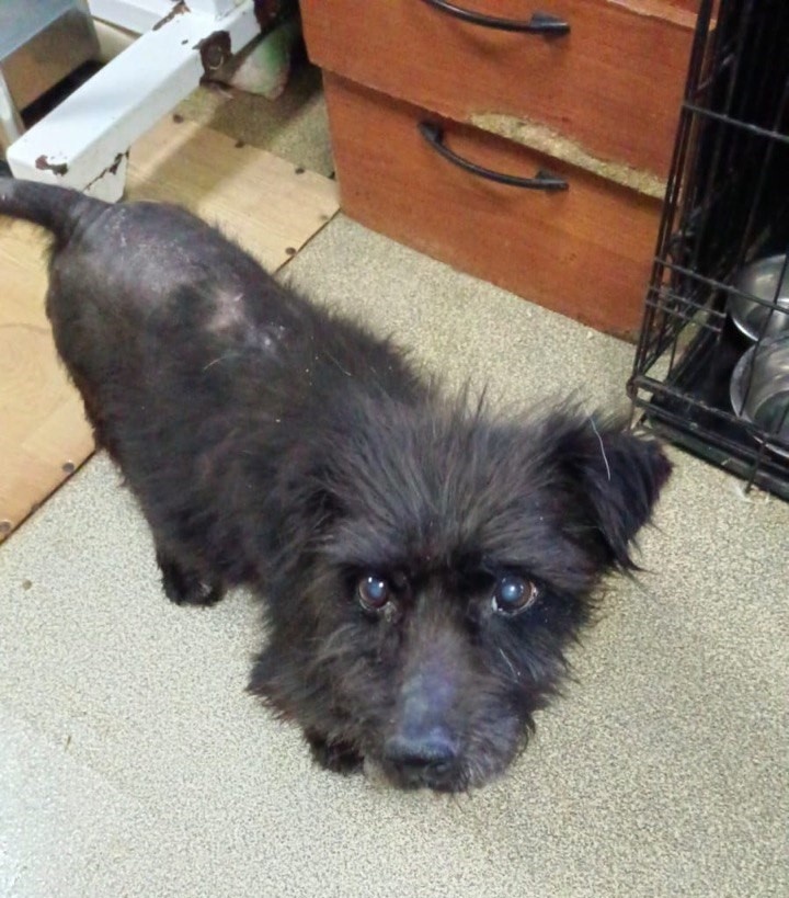 Наш старичок Кузя в приюте