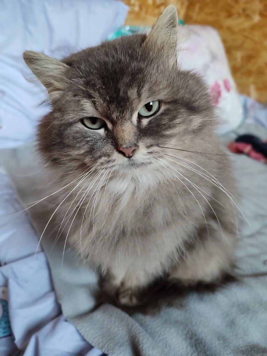 Дачная кошка Лиза приветствует вас