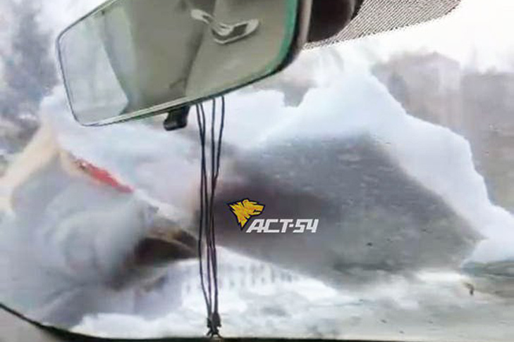 © Фото АСТ-54.📷
