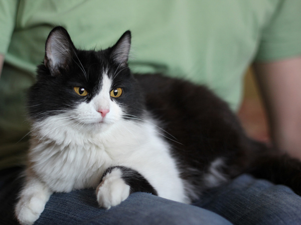 Фото отсюда: https://m.forum.ngs.ru/preview/forum/upload_files/680da019c30c6cebe9888b6a6100d757_1909308037_133388889579_800px.jpg