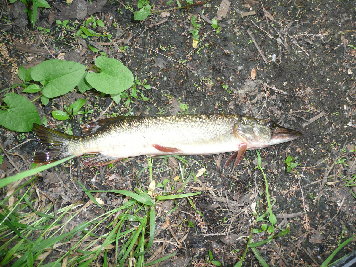 Довольно наглядная щука, хоть и мелкая