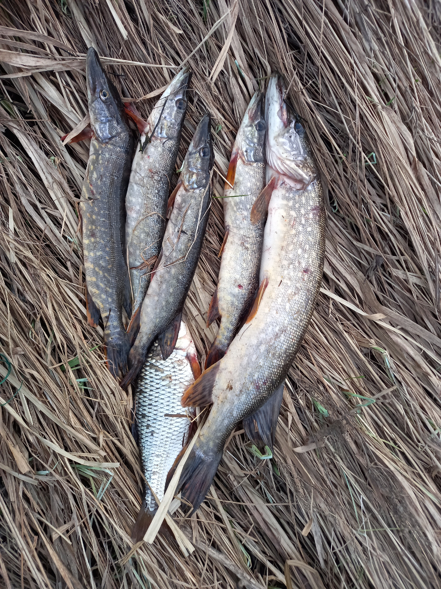 Это щуки такие маленькие, или плотва большая...