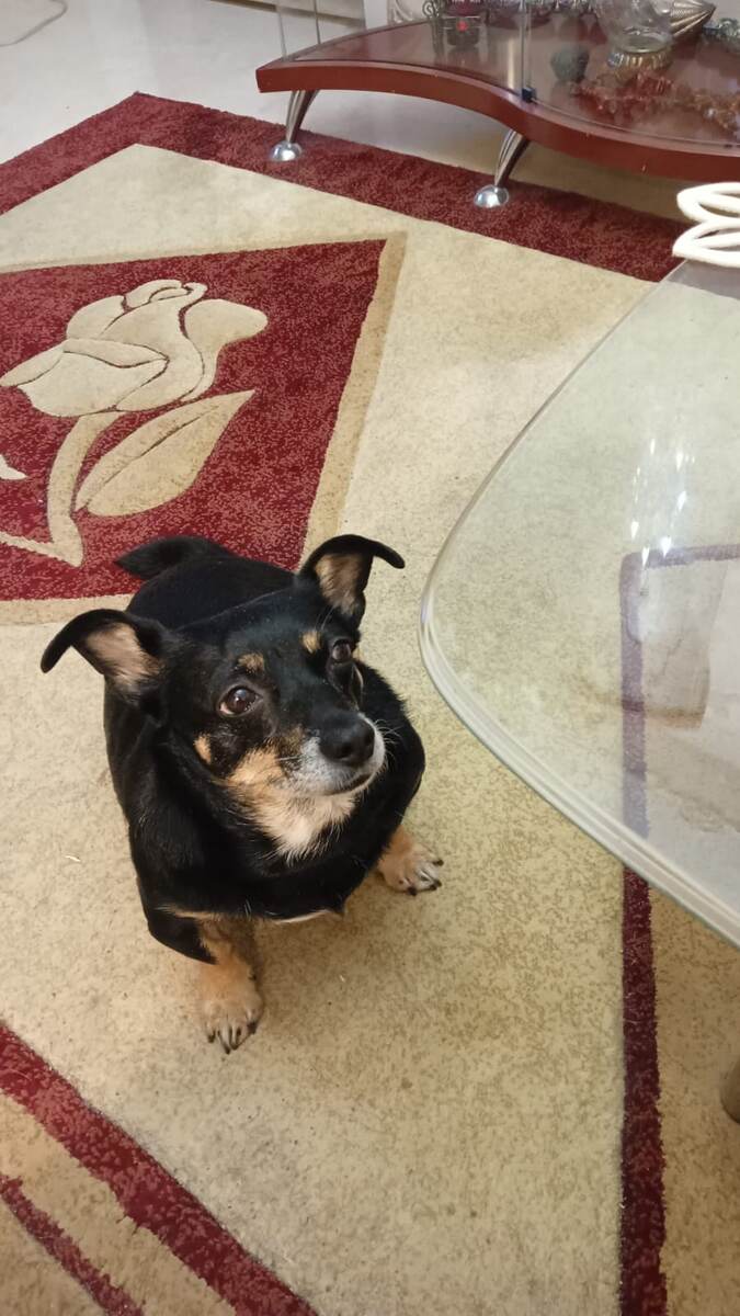 Жучка стала Джулией