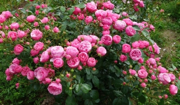 Почти такая)