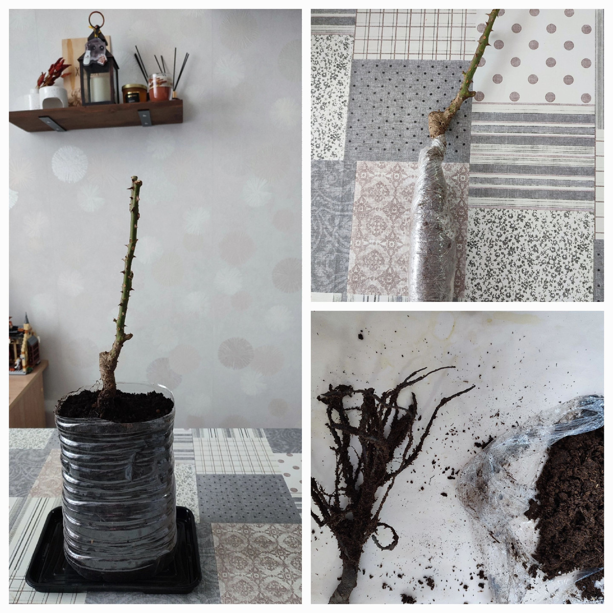 Вот такой саженец ко мне приехал. Вроде живой, торф под пленкой был достаточно влажный. Перед посадкой корни аккуратно обтрясла и расправила