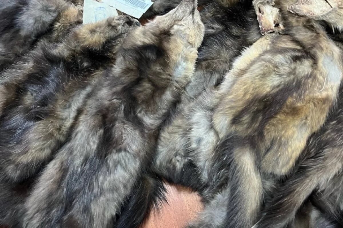    Хабаровские соболи отправились покорять мировой аукцион в Санкт-Петербурге